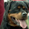 T Sidney Vh Neubrand 3