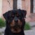 Bronx Von Roplahaus 03